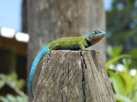Honduran Emerald Spiny Lizard